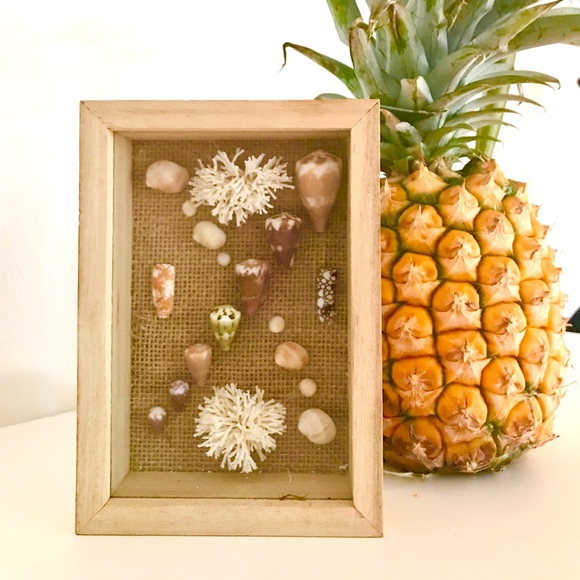 Rare Hawaiian Sea Shell Shadowbox - Picture 1 of 3